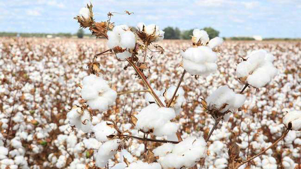 Os Estados Unidos estão ajudando produtores afetados pela Covid-19, entre eles o de algodão