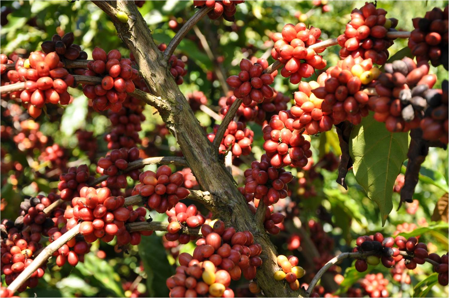 A Terra Forte chegou a ter 18 milhões de pés de café no Brasil, e em seu auge chegou a representar 6,5% de toda a exportação do produto do País