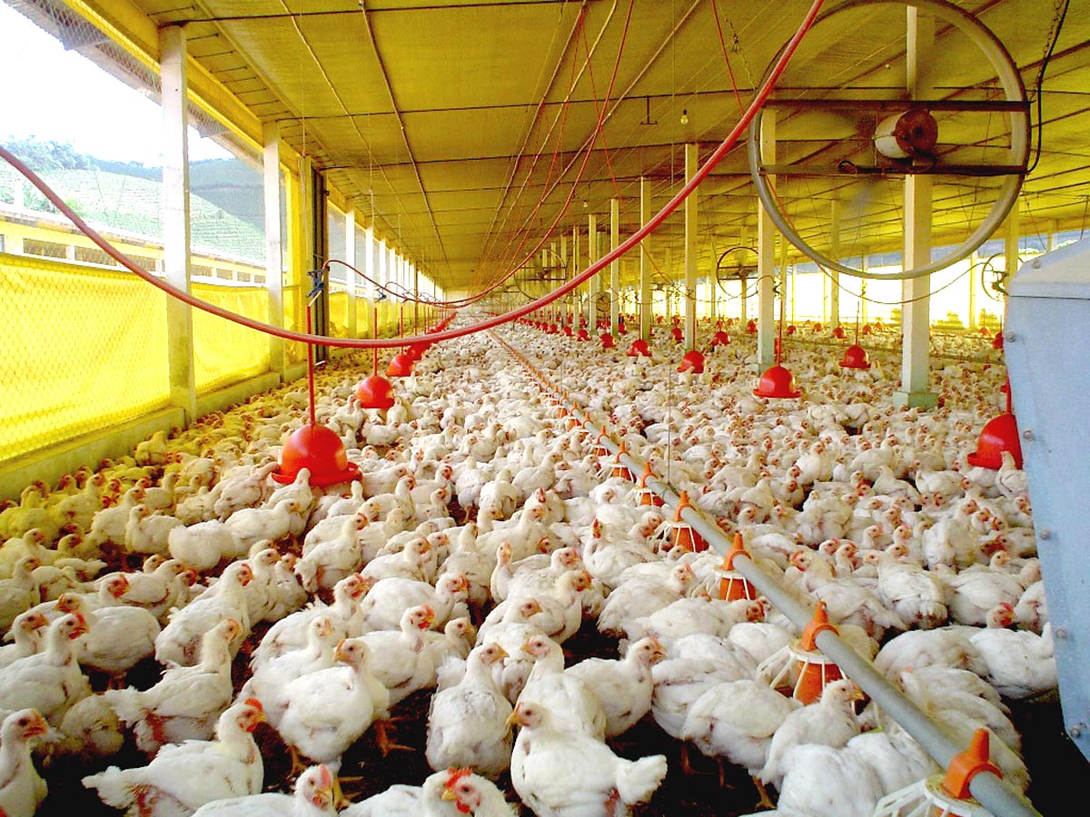 Abate de frangos ficou abaixo do registrado no primeiro trimestre