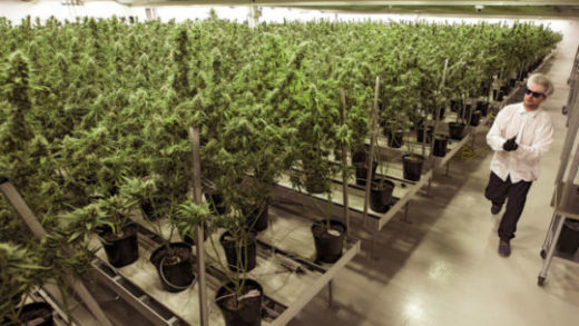 Cada vez mais aceito como um composto medicinal, a cannabis está crescendo como um mercado legalizado