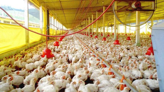 Mais da metade das quase 8 mil galinhas da propriedade foram mortas e outras 17 mil teriam sido abatidas para conter o vírus H5N1