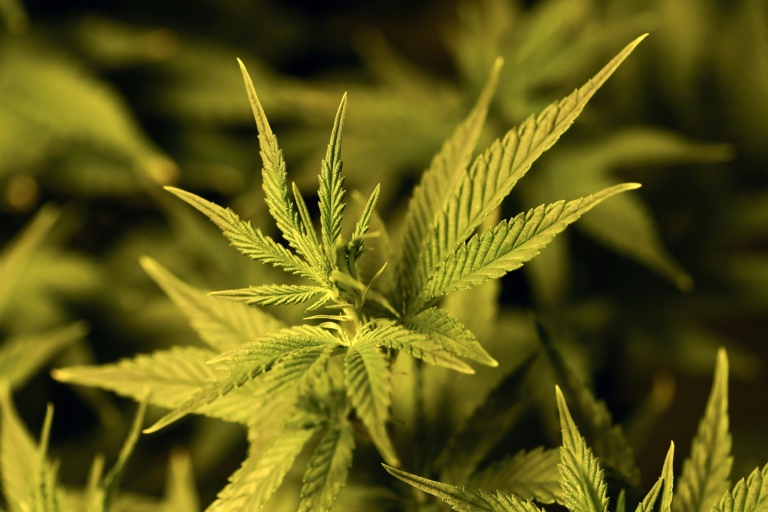 Planta de cannabis: comercialização para uso medicinal