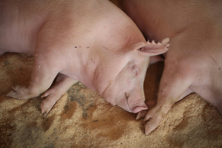 O aumento nas compras da carne suína ocorre em meio à uma disparada nos preços no mercado chinas, em virtude da redução do plantel, após ter sido atingido pela peste suína africana