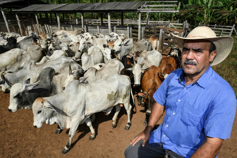 O pecuarista Luiz Medeiros dos Santos ao lado de parte de seu rebanho em Rurópolis, estado do Pará - AFP