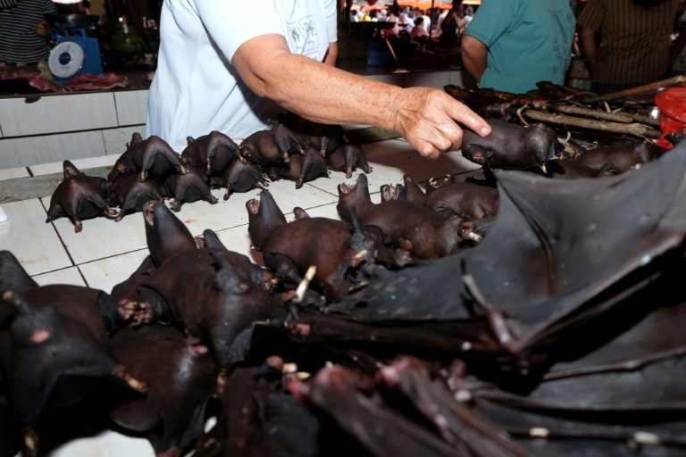 Morcegos: contaminação foi estudada por um instituto italiano