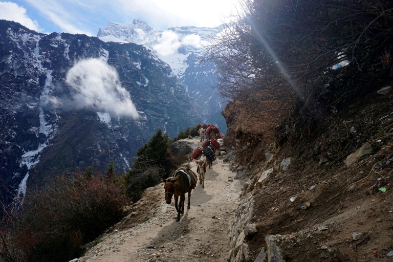 Mulas em uma trilha do Everest, do lado nepalês, em 24 de março de 2020