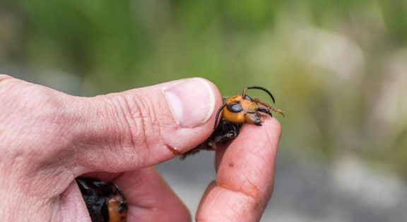 Foto de cortesia do departamento de Agricultura de Washington mostra as mandíbulas de uma vespa gigante asiática