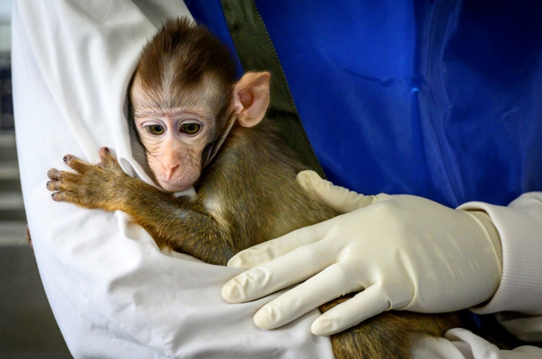 Um funcionário do Centro Nacional de Pesquisa sobre Primatas em Chulalongkorn, Tailândia, segura nos braços um dos macacos nos quais uma vacina contra o coronavírus será testada