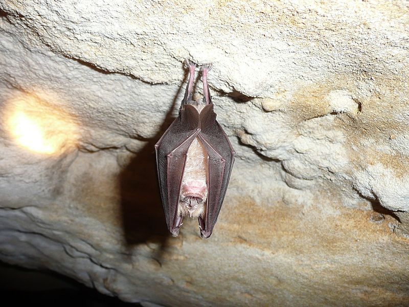 A análise dos cientistas destacou o gênero Rhinolophus, também conhecido como morcego-ferradura, como crucial para a evolução dos coronavírus