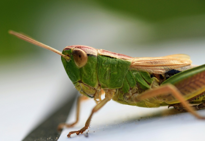 O destino dos insetos está ligado as condições climáticas