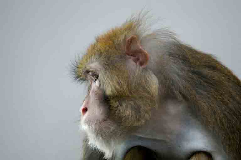 Os macacos podem transmitir a varíola aos humanos