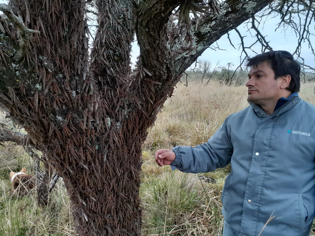 Técnico do Senasa observa gafanhotos em árvore na Argentina