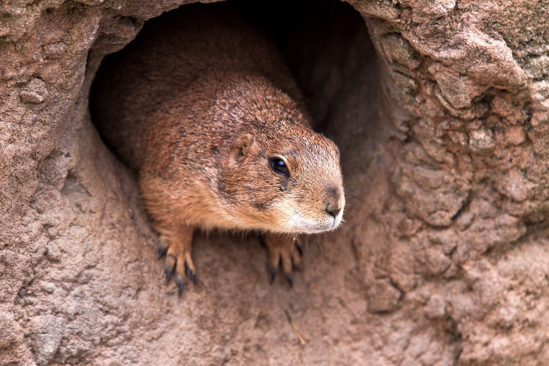 A peste bubônica é transmitida por roedores, como a marmota, através das pulgas que as acompanham