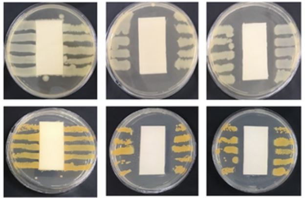 A Nanox realizou testes de bactérias em tecidos tratados e sem tratamento