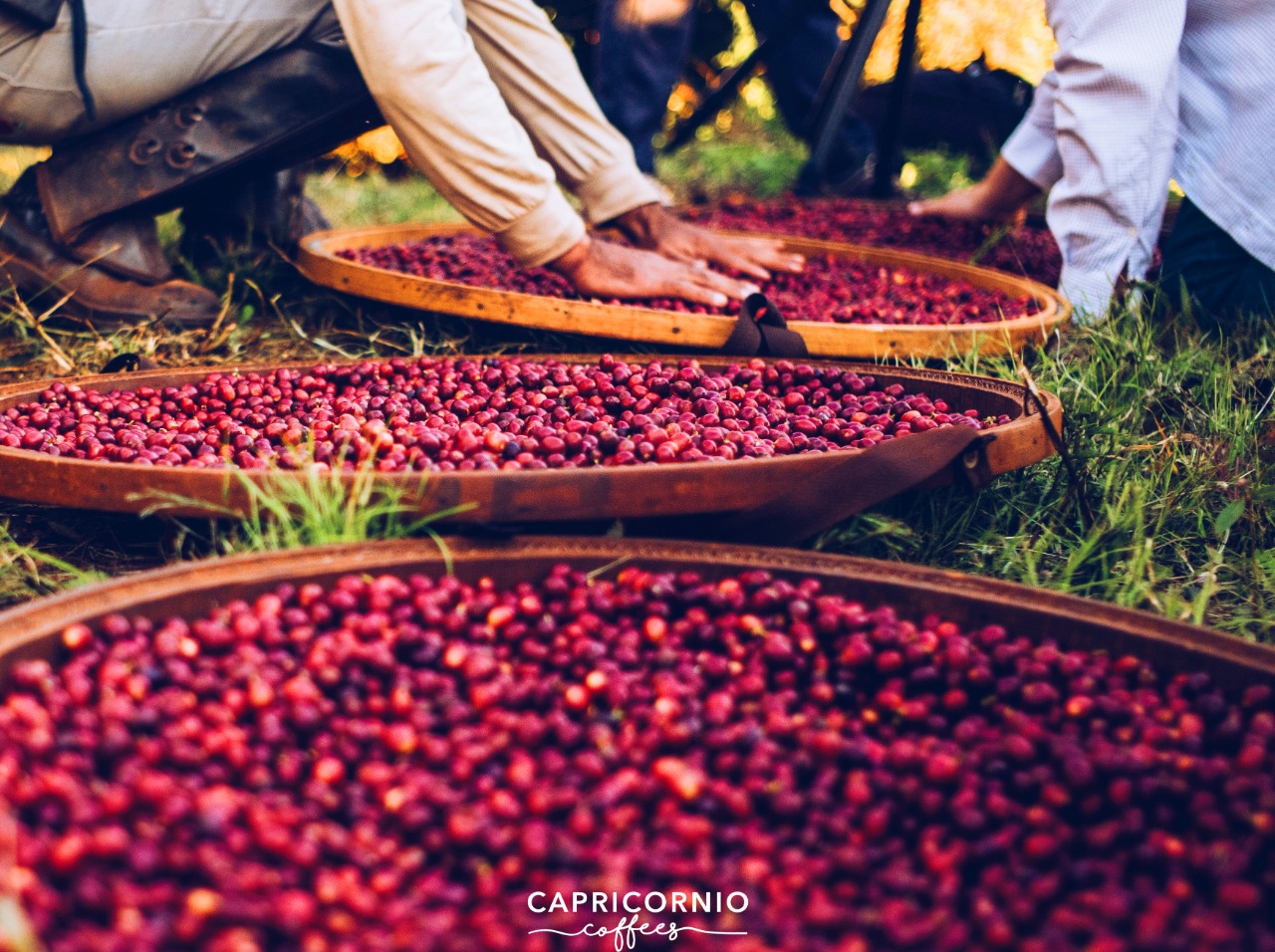 A Capricornio Coffees produz sementes de café da região do Trópico de Capricórnio, entre São Paulo e Paraná.
