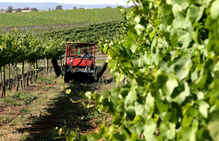 A Austrália foi o principal exportador de vinho para a China no primeiro semestre de 2020 em volume, à frente da França e do Chile, de acordo com a Câmara Chinesa de Comércio de Alimentos