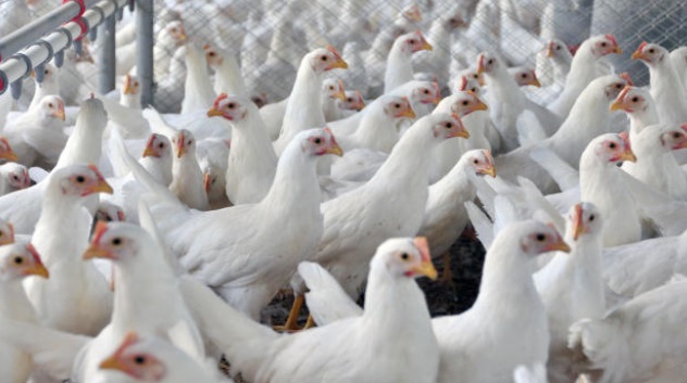 Autoridade sanitária chinesa teria realizado uma suposta detecção de ácido nucleico do coronavírus na superfície de uma amostra de asa de frango congelada, oriunda de um lote importado do Brasil