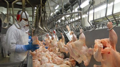 Segundo as autoridades, Sarawak tem abastecimento suficiente de frango doméstico