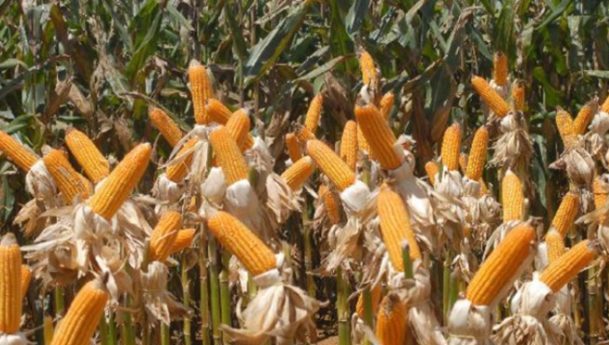 A soja e o milho são as culturas mais afetadas na safra