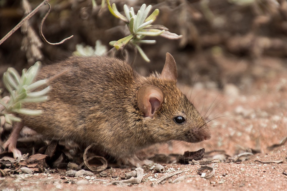Os efeitos de uma sucessão de verões secos e invernos amenos permitiram que os ratos procriassem