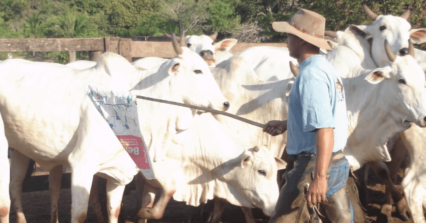 O "calcanhar-de-aquiles" para o monitoramento ambiental da cadeia pecuária, sobretudo na Amazônia, está em rastrear a origem do gado dos "fornecedores indiretos"