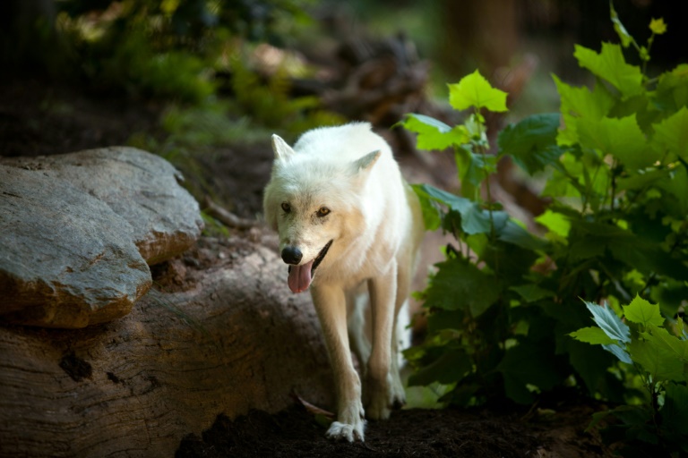 Agora, caberá aos estados decidir como gerenciar as populações de lobos, autorizando ou não a caça e a instalação de armadilhas.