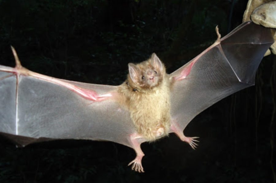 Especialistas em morcegos lançaram uma campanha, Don't Blame Bats (‘Não culpe os morcegos’), para dissipar medos infundados e mitos sobre estes animais