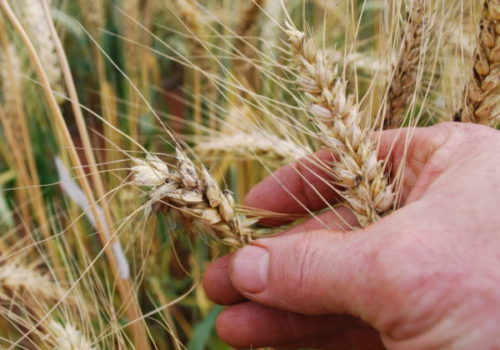 Metade das 12 milhões de toneladas de trigo consumidas no País por ano é importada; autossuficiente pode levar à economia R$ 400 milhões