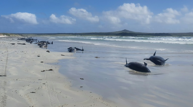 As autoridades neozelandesas afirmaram que 69 baleias já estavam mortas quando funcionários chegaram ao local