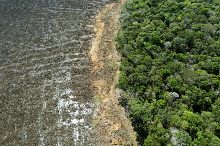 A maior floresta tropical do mundo acumula 7.899 km² devastados nos primeiros dez meses do ano, 6% abaixo do mesmo período de 2019, com 8.425 km².