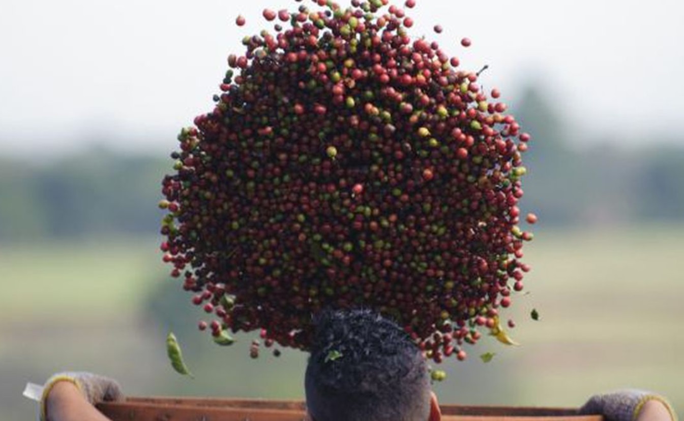 O Brasil exportou recorde 4,092 mi de sacas de 60 kg de café em outubro, 2º maior volume mensal do ano, na soma de café verde, solúvel e torrado & moído