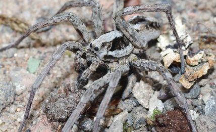 Grande Aranha-Raposa é encontrada após 27 anos