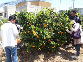 Produção de mandarins japoneses em Ehime, na ilha de Shikoku, Sul do Japão
