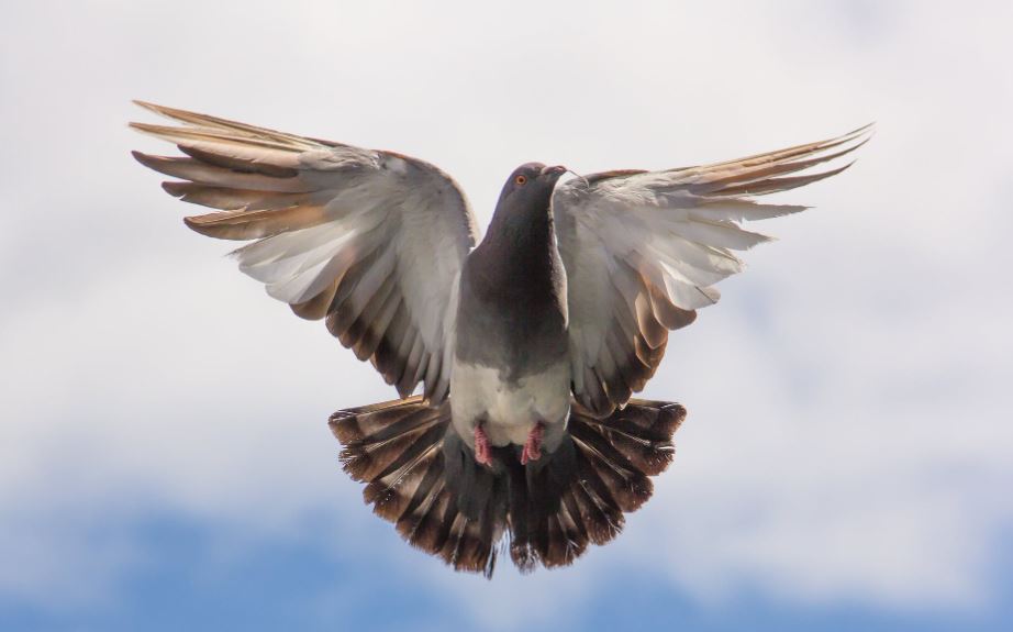 Os pombos são soltos a centenas de quilômetros de distância para voltar com seu senso único de orientação e treinamento especial de velocidade.