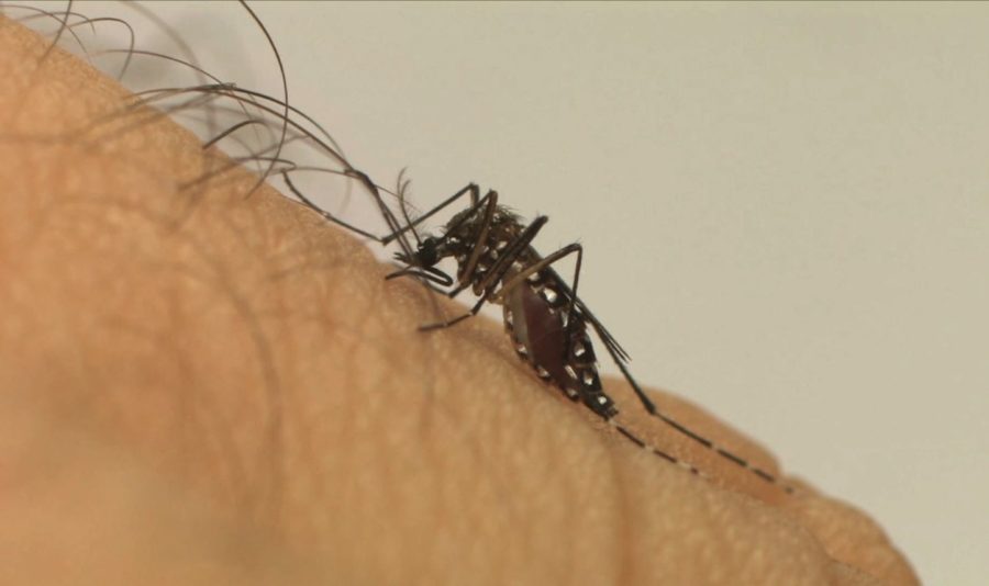 Aumento de casos de dengue gera preocupação em diversos estados brasileiros