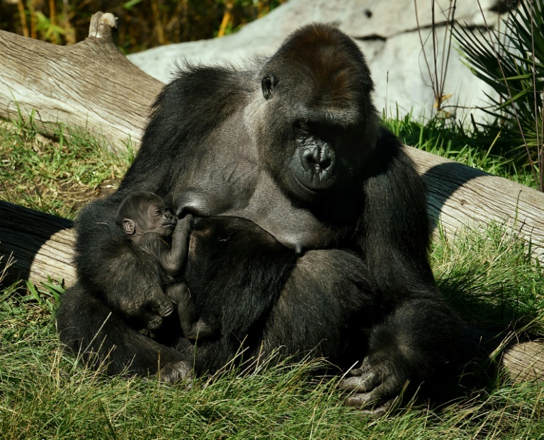 Pelo menos dois gorilas do zoológico de San Diego, na Califórnia, contraíram o coronavírus, o primeiro caso conhecido de transmissão natural a grandes primatas