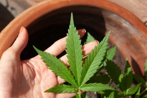 O resultado leva os investidores a acreditarem na descriminalização do uso da maconha em um curto prazo cannabis