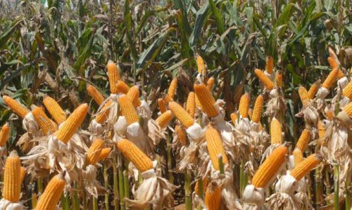 A Argentina garantiu abastecimento e preços do cereal para o mercado interno