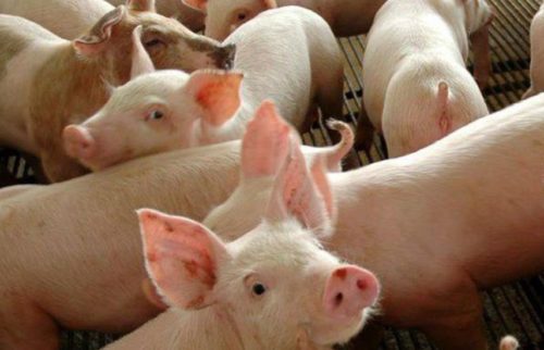 A suspensão da compra de carne suína da Aurora pelos chineses aconteceu no início do mês