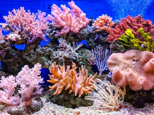 Organismos marinhos terão mais dificuldade em sobreviver em um oceano mais ácido, particularmente aqueles com conchas e esqueletos delicados