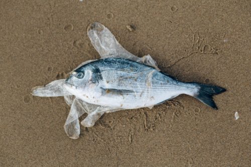 O número de peixes que consomem plástico está aumentando. Um estudo analisou como os peixes estão ingerindo partículas sintéticas de todos os tamanhos