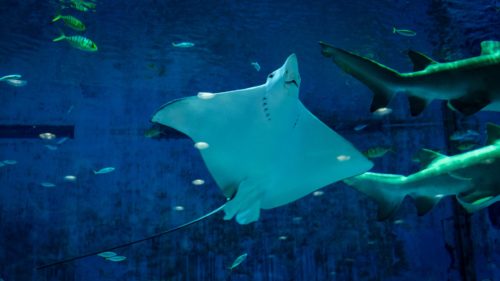 Entre 1970 e 2018, período de análise da investigação, 24 das 31 espécies de raias e tubarões passaram a classificar-se como “ameaçadas” de extinção.
