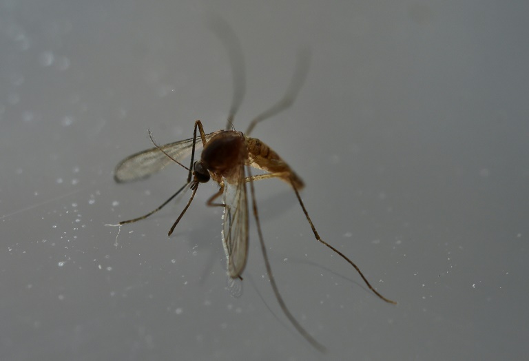 Mosquitos tigre-asiáticos pode transmitir doenças como chikungunya, dengue e zika