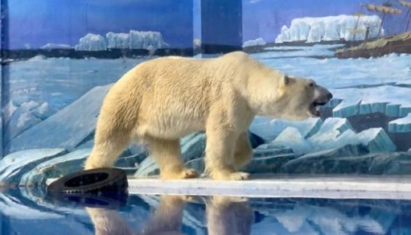 Os ursos polares vivem em um ambiente de gelo sintético no Harbin Polar Land na china