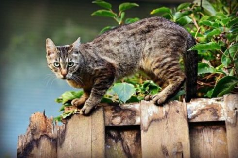 A infecção de gatos com covid-19 é um fenômeno raro