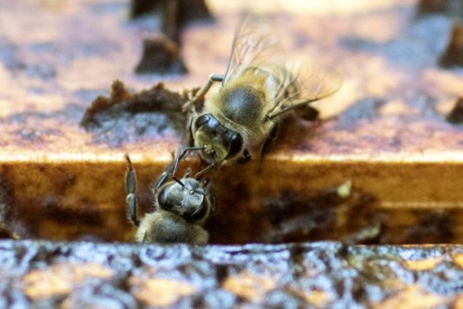 abelhas canadá