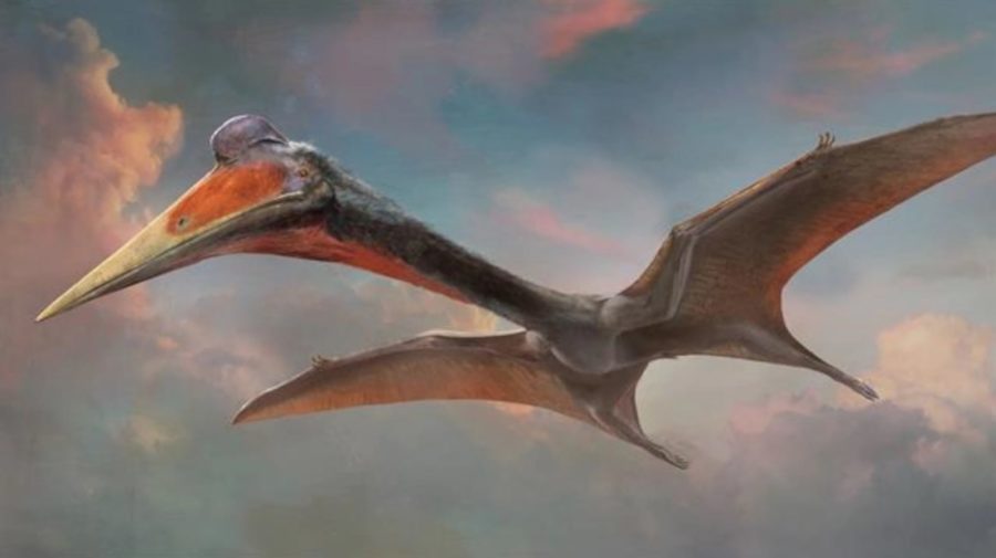 Novo gênero de pterossauro é conhecido como 'dragão de gelo dos ventos do  norte
