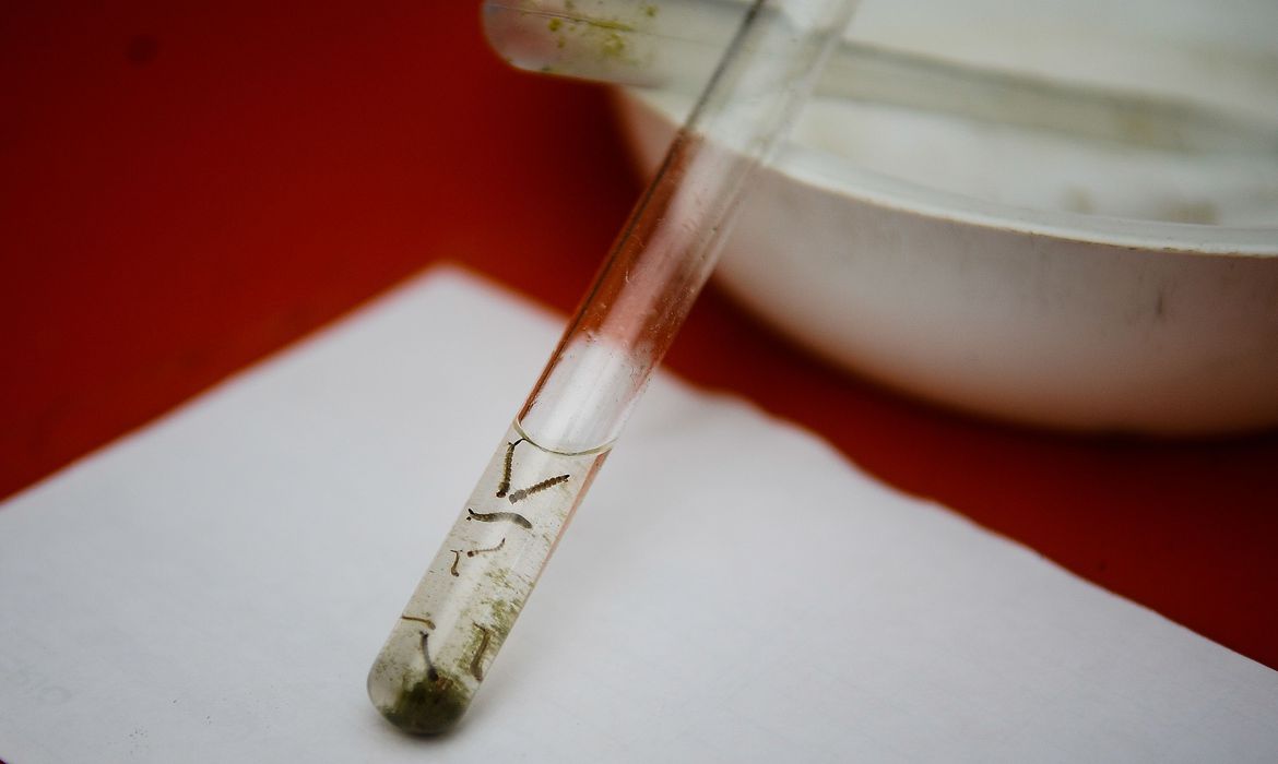 A Oxitec realizou teste semelhante no Brasil; após 18 meses o experimento foi contraproducente e o número de mosquitos na área voltou aos níveis pré-teste