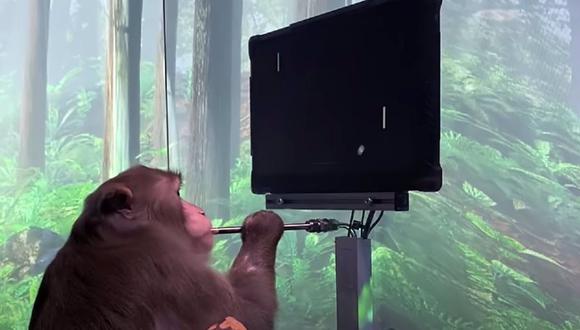 Em um vídeo postado no YouTube, a empresa apresenta um macaco, chamado Pager, movendo um cursor em uma tela de computador com atividade neural