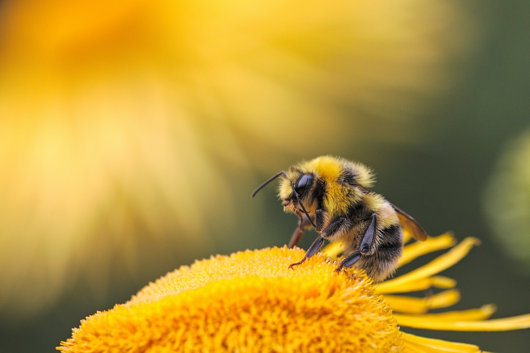 Os cientistas treinaram as abelhas dando-lhes um doce sempre que eram expostas ao cheiro de um animal infetada com Covid-19.